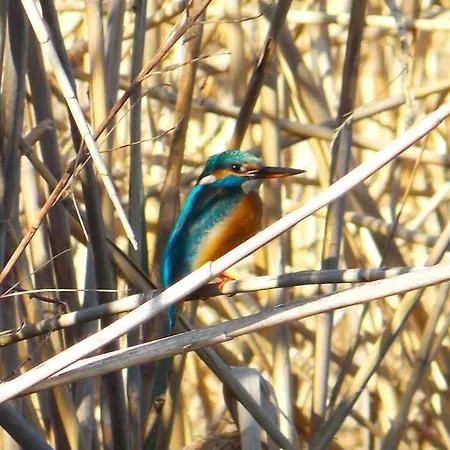 Birds House Jurilovca